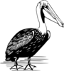 Standing Pelican Clip Art